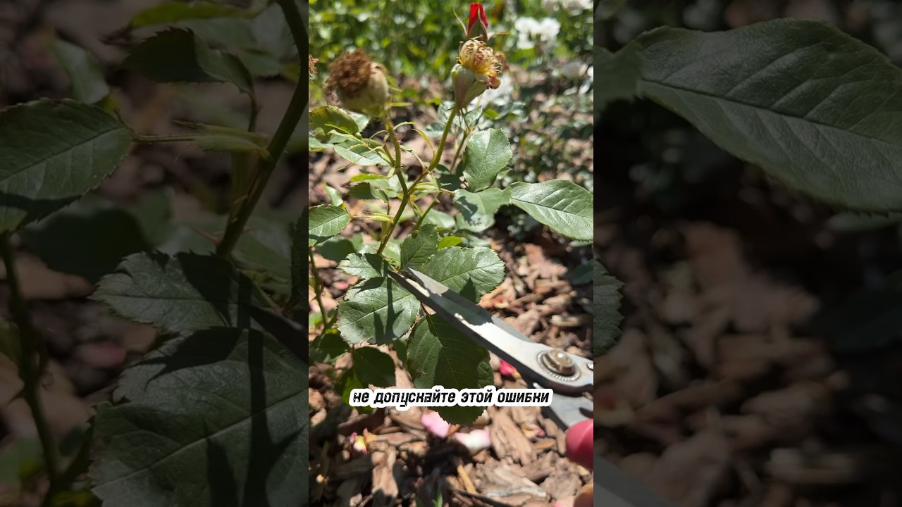 КАК ОБРЕЗАТЬ РОЗУ ПОСЛЕ ПЕРВОГО ЦВЕТЕНИЯ. САМАЯ ПРОСТАЯ ОБРЕЗКА.