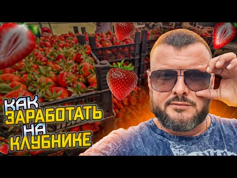 Один день клубничного перекупа. Как заработать на ягоде.