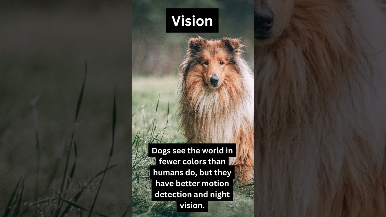 👁️ Pooch Perspective: Dog Vision 🐕 