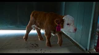 BBC Ohio little Faith.  Faith is a tiny Shortie Heifer