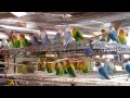 Cara Sukses Ternak Lovebird