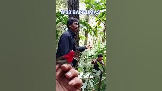 pikat sepahraja ekor biru #shorts #pemikatburung