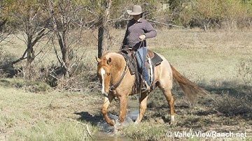 Duals Royal Pep - water, trail, bridge, gate, logs, rope drag, teeter totter! - ValleyViewRanch.net