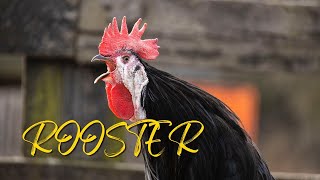 Rooster Crowing Sounds Rooster Calling Rooster Crowing In The Morning
