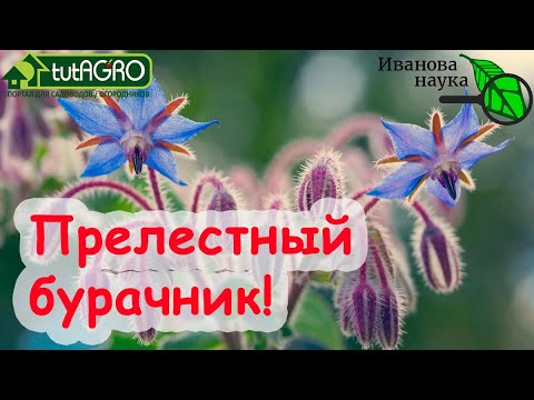 Видео: Посадка огуречника и компаньона: использование огуречника в качестве компаньона