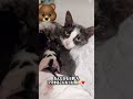 5匹目の子猫産まれる…？！🎀 Will a fifth kitten be born?! #cat #kitten #出産 #猫 #国際結婚