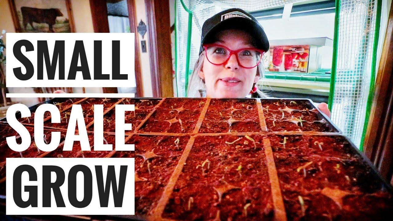 HOW GROWS IT | MINI Seed Starting Update