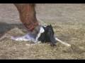 Newborn Pony Foal - Taffy's Baby