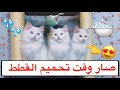 اول مره احمم القطط الصغار 😍 شوفوا ردة فعلهم 😂💔 ( تحميم القطط ) / Mohamed Vlog