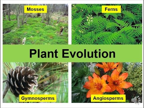 Plant origin. Origin Evolution of Plants. Видеоролик про растения на немецком. Evolution Plant Gene New. Origin Evolution of Plants перевод.