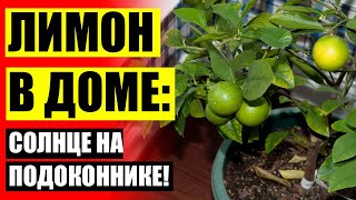 КАК ИЗ КОСТОЧКИ ВЫРАСТИТЬ ПЛОДОНОСЯЩИЙ ЛИМОН В ДОМАШНИХ УСЛОВИЯХ