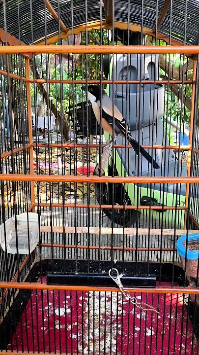 Masteran Cendet Tembakan Kolibri Manggar