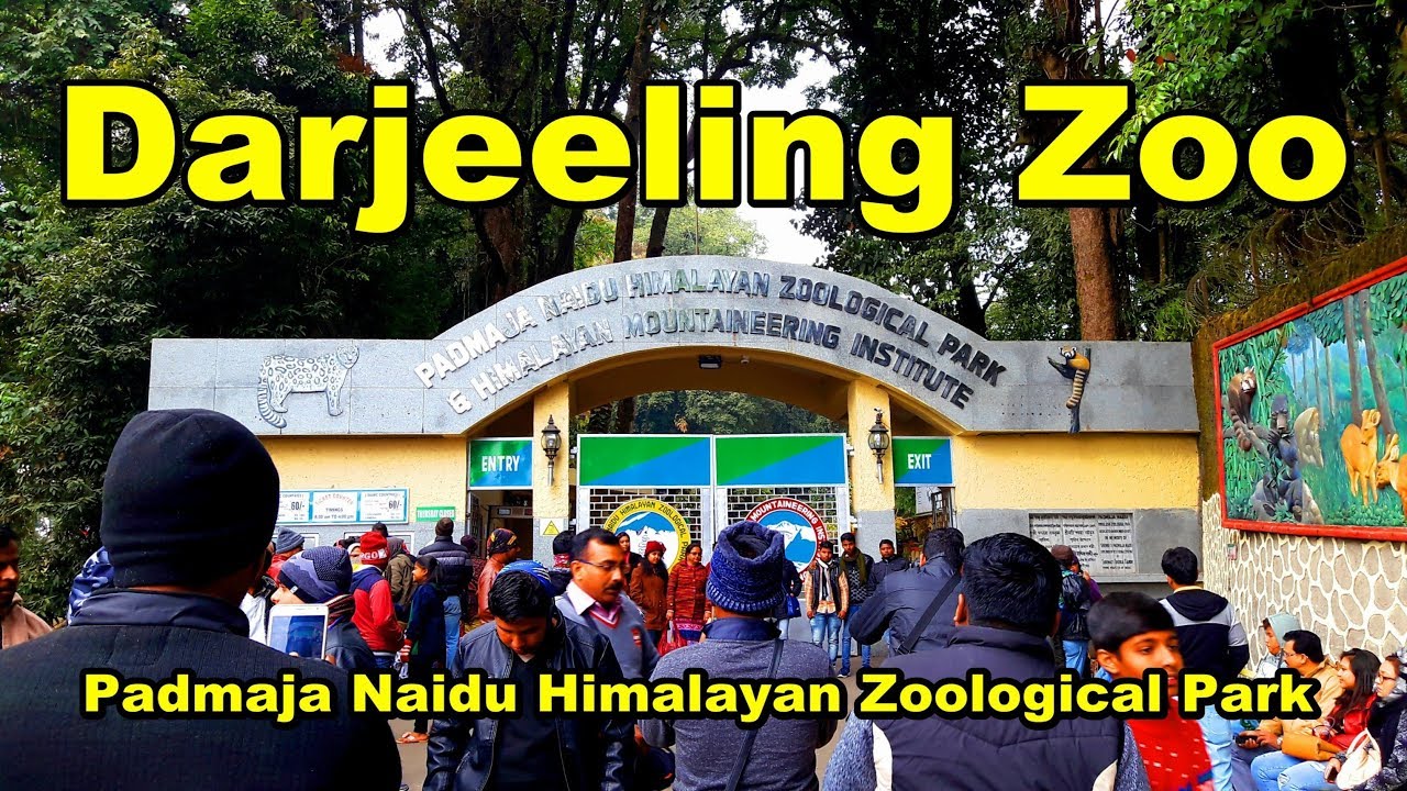 Darjeeling Zoo | Padmaja Naidu Himalayan Zoological Park - YouTube