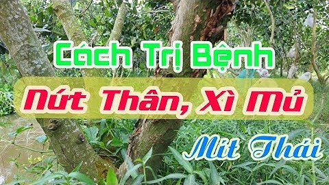 Cách Trị Nứt Thân, Xì Mủ Trên Cây Mít Thái | Nguyên Nhân & Cách Phòng Trị Bệnh | AHuy Vlogs