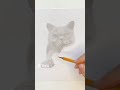 Cat drawn with pencil🐱 #drawingpencil #cat #kitty