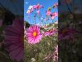 なにげない日々とコラボ#山内惠介#shorts#なにげない日々#ファインダー越しの私の世界 #写真日記 #コスモス#カメラ好きと繋がりたい #スマホ動画 #flower#花#コスモス畑#スロー動画#秋