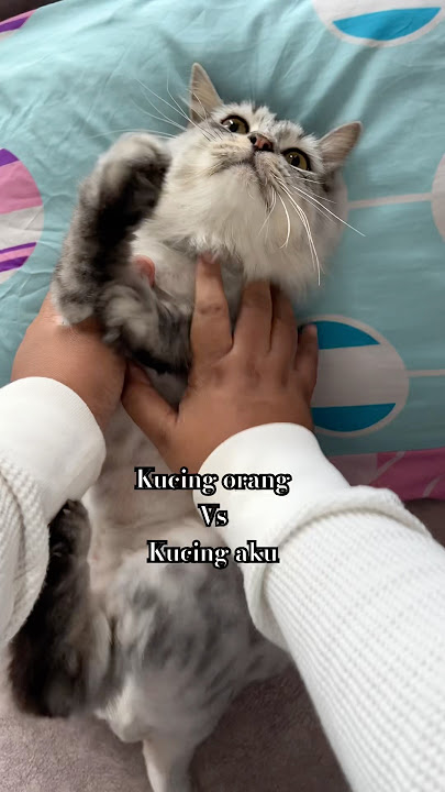 Si Endut ni mmg susah nak suh dia dok diam. nak potong kuku dia pun, aduhaiii #catlovers