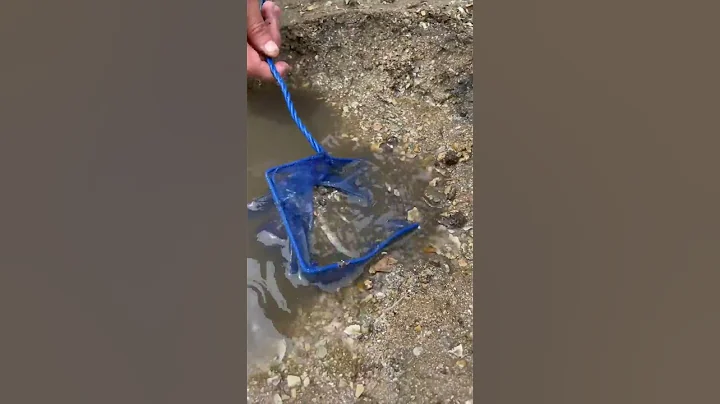 Finding Exotic Creatures In TIDE POOL!!