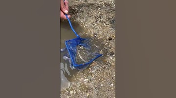 Finding Exotic Creatures In TIDE POOL!!