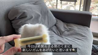 【生後6ヵ月】新しい歯磨きガムを楽しむポメラニアンのくま【おやつ】