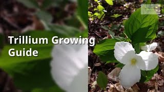Trillium Growing Guide Wake Robin By Gardenershq