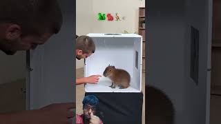 Guss the animal #shorts #mrbeast #funny #comedy