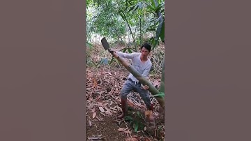 Traditional way of slicing raw bamboo shoots