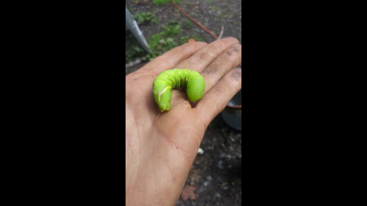 Feeding a Giant Horn Worm to my chickens