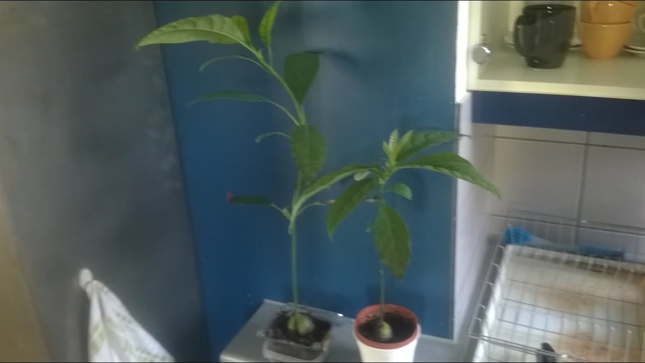 Avocado bonsai tree from seed - 11 months after
