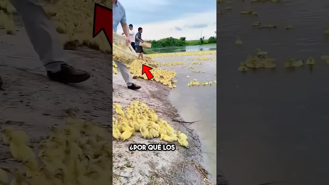 ¿Por Qué los chinos Arrojan Patos a los Estanques? 😳
