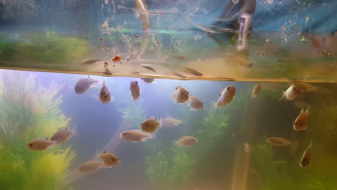 Baby Tilapias eating and gumping to catch food lime in the Amazonas