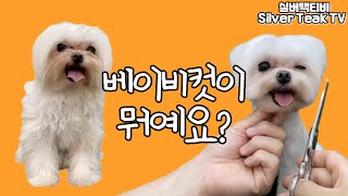 말티즈 봉래의 스포팅에 베이비컷!