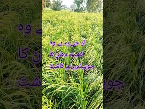 دھان کی کھلیاں پر کاشت کریں کم پانی کم کھاد پیدوار زیادہ