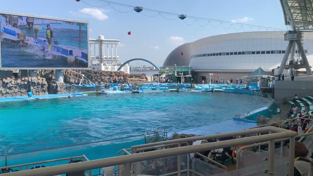 Se liga Golfinhos dão show