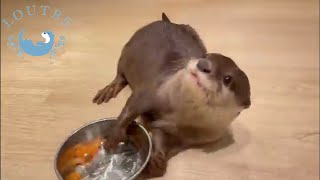 Will This Otter Oage be able to Win the Fast Food Race?!  #Shorts