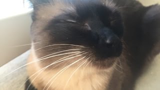 Видео Любители кошек знают, что такое всегда теплая, роскошная, меховая грелка =^..^= СИАМСКИЕ КОШКИ (автор: Valentyna iVLENTY)