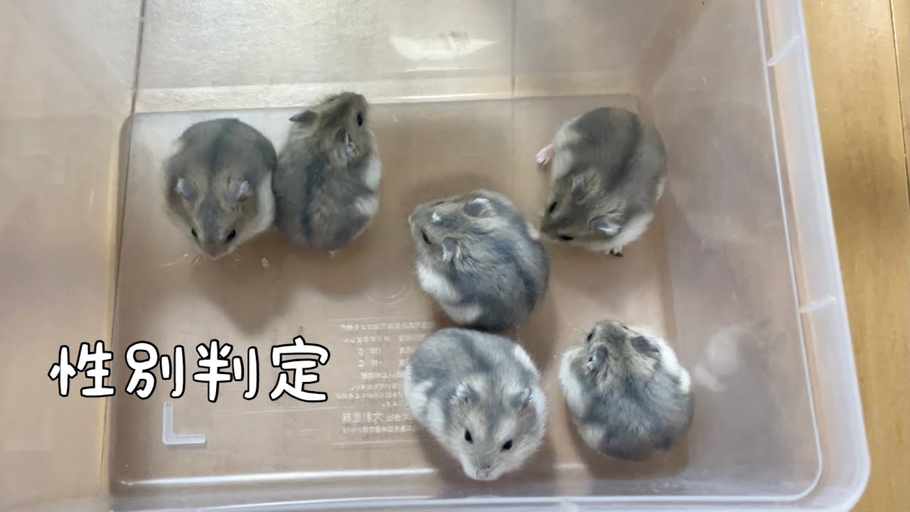 ハムスターの性別判別 Youtube