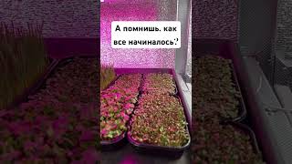 #микрозеленьдома #бизнеснамикрозелени #ситиферма #добрыйфермердядясаша