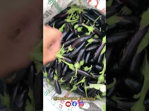 बैंगन की फसल में ज्यादा उत्पादन पाने का आसान तरीका किसान जरूर देखें बैंगन की खेती से बंपर कमाई  🍆