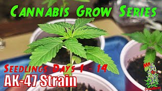 Cannabis Grow Series Ep.1 | How to Grow AK-47: Seedling Stage Days 1 - 14 | Mixing Nutrients