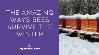 The Amazing Ways Honey Bees Survive The Winter