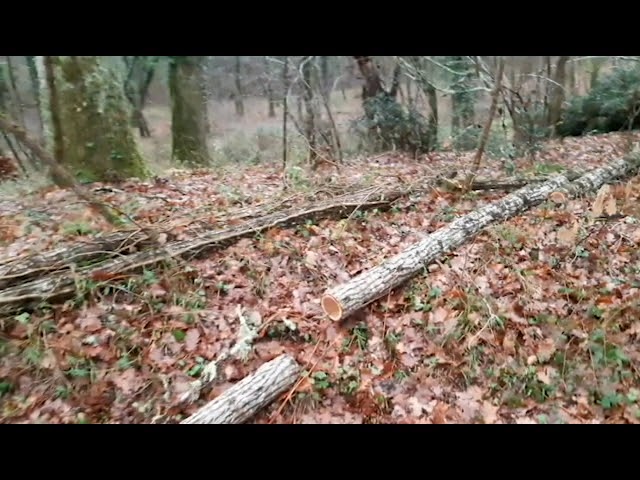 palombe.org - Préparation des piquets pour la palombière