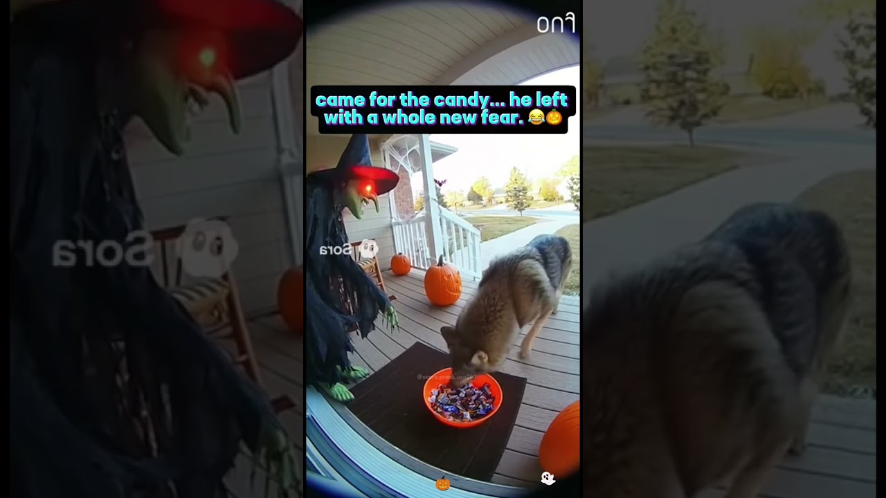 Animal Halloween situations ??? #funny #scarecampranks #pranks #foryou #shortvideo #funnymoments