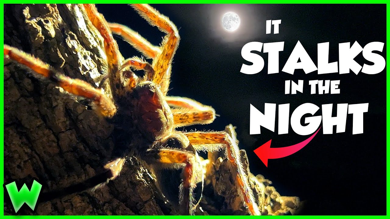 GIANT FOREST SPIDERS! Are They Dangerous? (ft. 