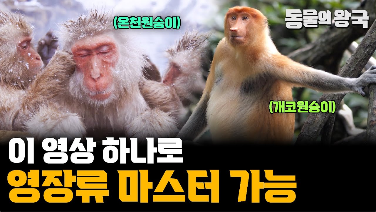 [앙코르] ※귀여운 영장류 잔뜩 나옴ㅣ다채로운 영장류의 세계 - YouTube