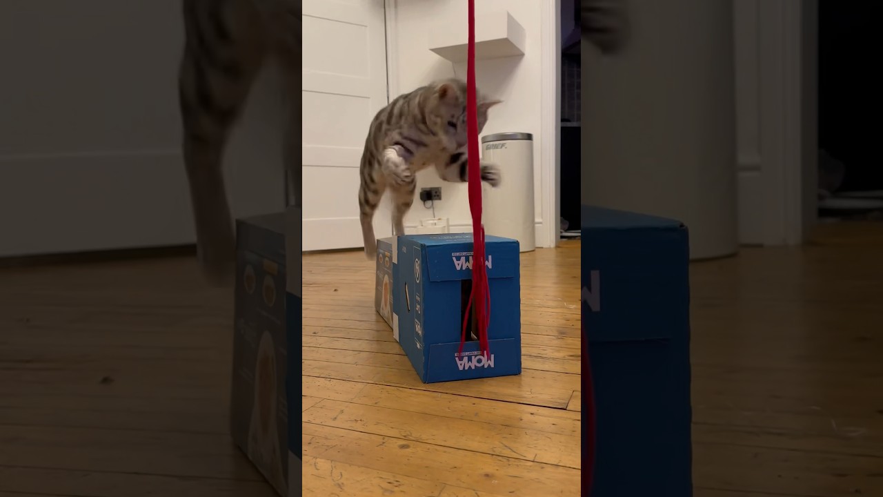 Two boxes, two bengals and a torn T-shirt.