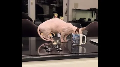 Video 1512901: sphynx cat, leash training, feed dog, rescue dog