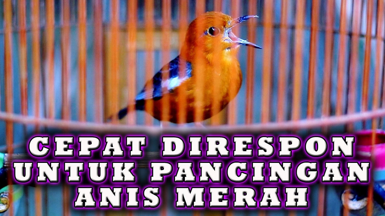 ANIS MERAH  MANTAP UNTUK PANCINGAN BIAR GACOR sepanjang HARI  #pancingananismerah
