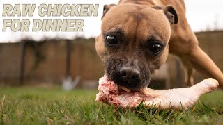 Staffy ASMR: Raw Chicken Bones - Chewsday