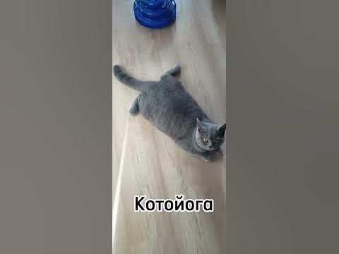 Котойога #shorts#котики#котойога - YouTube
